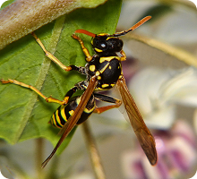 Asian Paper Wasp Control Auckland