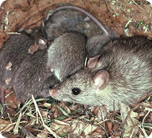 Rodent Control Auckland