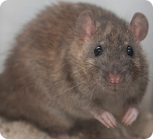 Rat Control Auckland