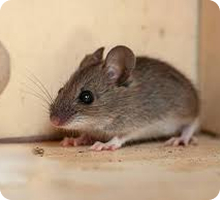 Mouse Control Auckland