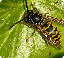 Common Wasp Control Auckland