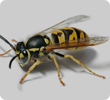 Wasp Control Auckland German Wasp