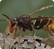 Wasp Control Auckland Hornet