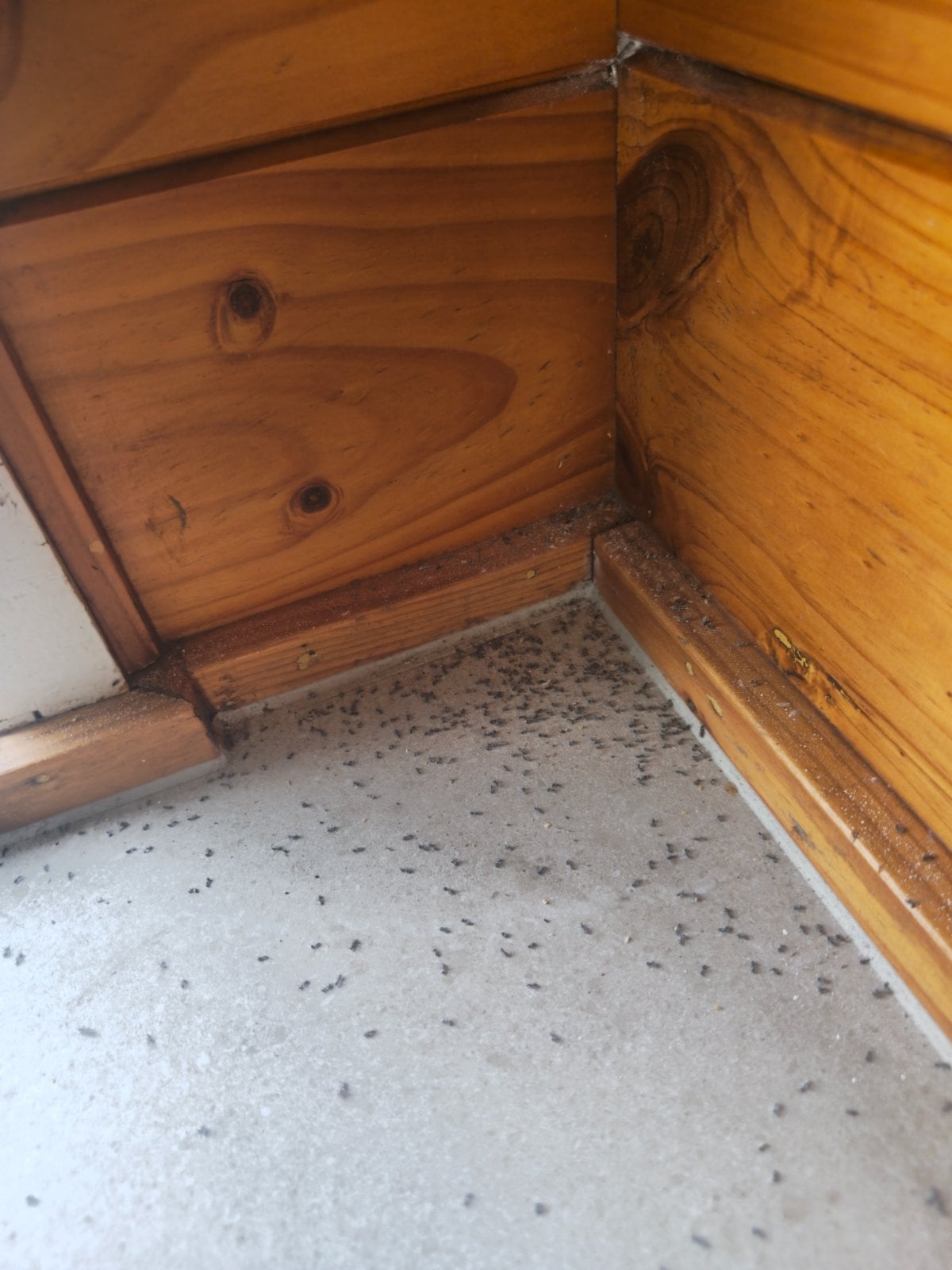 Ant Control Treatment, Te Atatu South.