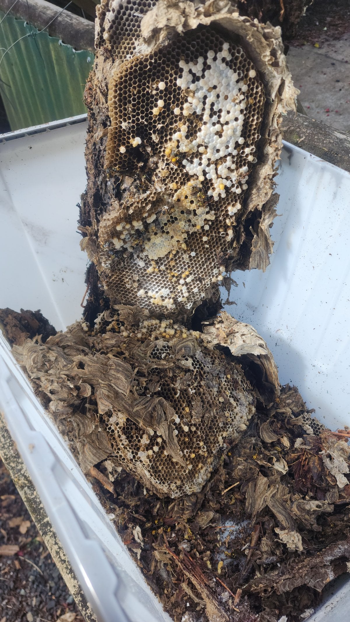 Wasp Control Treatment, Henderson Valley